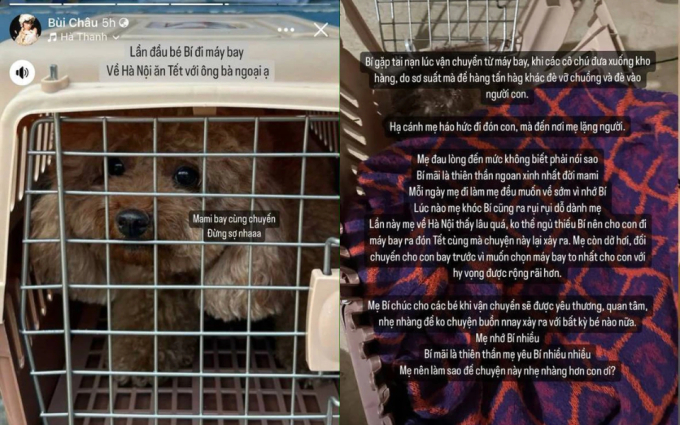 Vụ cún cưng của Châu Bùi gặp nạn: Quy trình gửi động vật đi máy bay thực hiện như thế nào?
