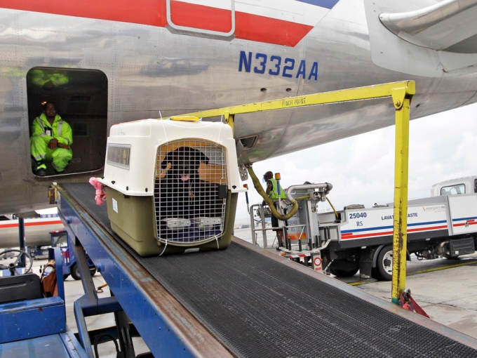Dịch vụ vận chuyến thú cưng bằng đường hàng không tiềm ẩn nhiều rủi ro