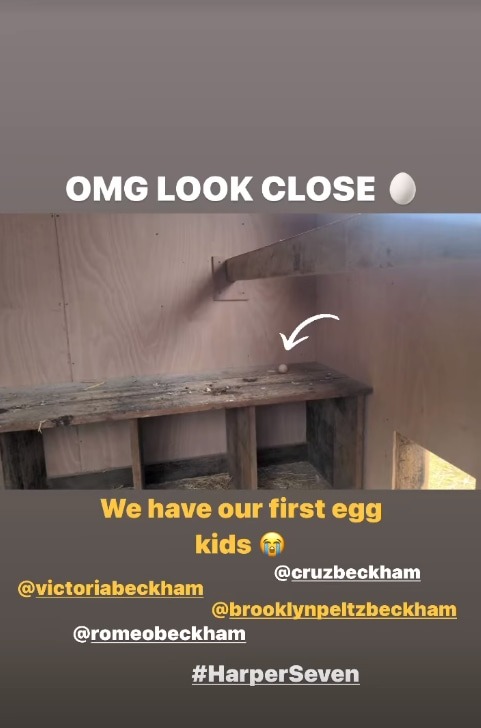 Beckham hạnh phúc khoe với gia đình về quả trứng đầu tiên thu hoạch từ đàn gà của gia đình