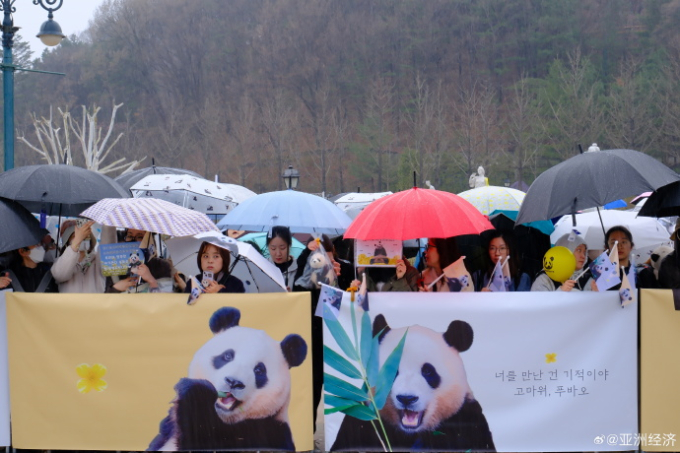 Đỉnh lưu Fubao về nước: Hàng dài người Hàn Quốc xếp hàng dưới mưa chào tạm biệt, ông Song gục đầu bên xe chào 