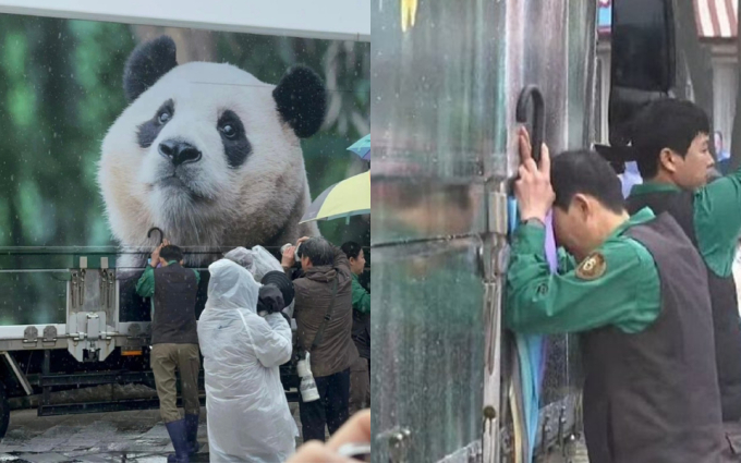Ông Song đã bật khóc khi tiễn chú gấu trở về Trung Quốc