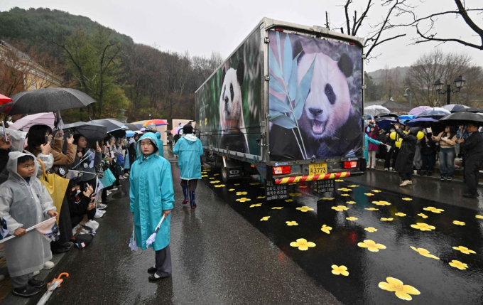 Người dân Hàn Quốc tụ tập dưới trời mưa để chào tạm biệt cô gấu trúc nổi tiếng