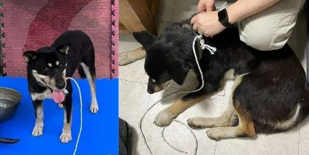 Chú chó may mắn được giải cứu bởi tình nguyện viện tại trại trú ẩn dành cho động vật
