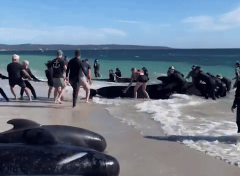 160 con cá voi khổng lồ nằm la liệt trên bờ biển, trong đó hàng chục đã con thiệt mạng: Chuyện gì đang xảy ra?