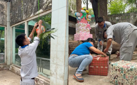 Hai chú hổ con được cho bốc đồ, những món quà chủ yếu là thịt tươi được gói trong các hộp quà