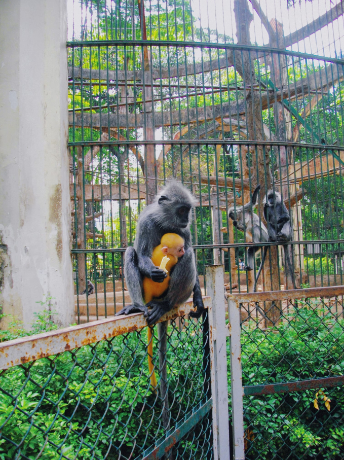 Hình ảnh chú khỉ con có bộ lông màu vàng gây chú ý khiến nhiều người hoài nghi về bố mẹ của nó (Ảnh: Fanpage Thảo Cầm Viên Sài Gòn)