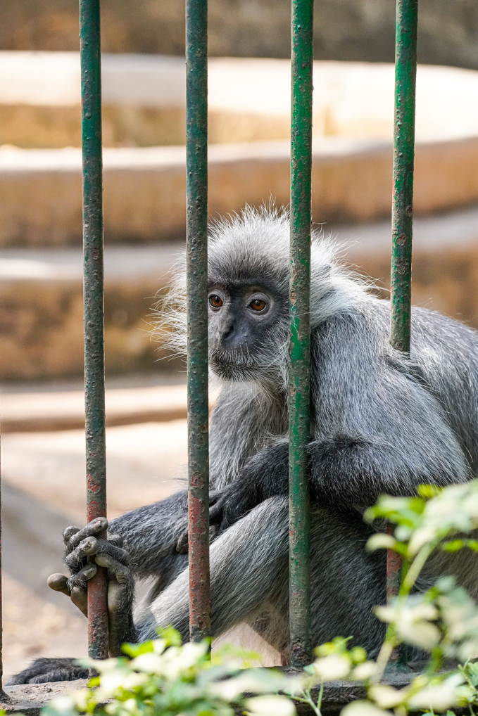 Hình ảnh chú khỉ đực ngồi suy tư được khách tham quan chụp lại trong một lần đi chơi ở Thảo Cầm Viên Sài Gòn (Ảnh: FB Thân Hữu)