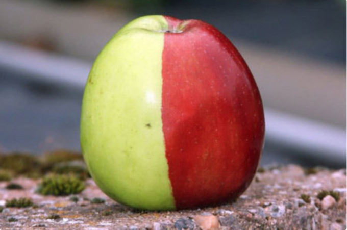 Quả táo 2 màu từng nổi tiếng trên thế giới