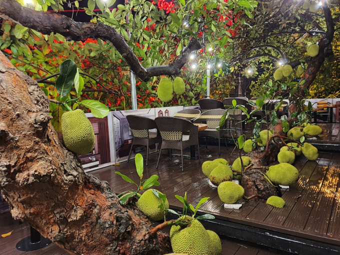   Quán cà phê có cây mít sai trĩu ở Tuyên Quang khiến nhiều người thích thú  