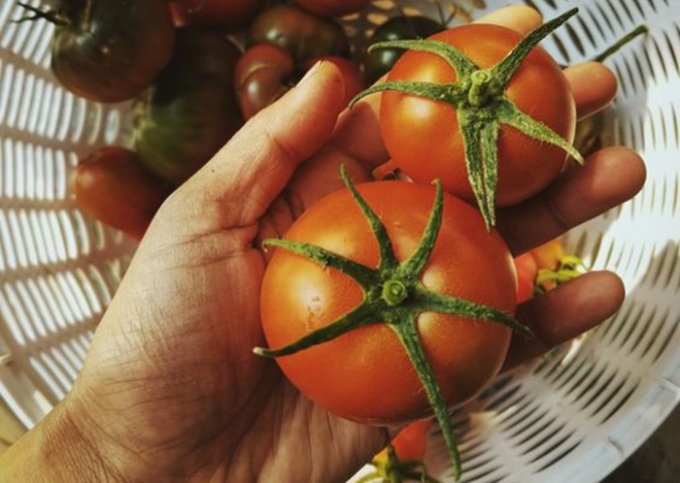   Cà chua khi chín đỏ giàu copene và vitamin C rất tốt cho sức khỏe tim mạch (Ảnh minh họa)  