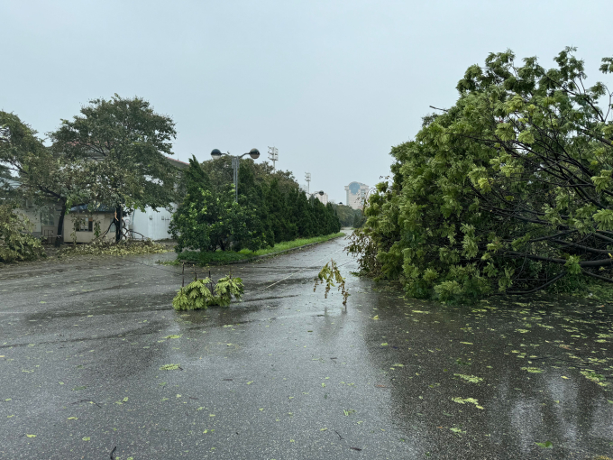  Cây lớn hai bên đường vào sân Mỹ Đình đổ vào đường dây điện