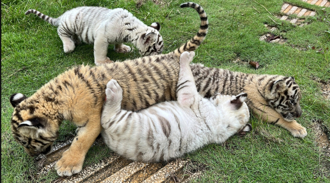 Nhiều con hổ tại khu du lịch Vườn Xoài (Đồng Nai) đã chết có kết quả xét nghiệm dương tính với cúm A/H5N1 - Ảnh: A LỘC - Tuổi trẻ Online