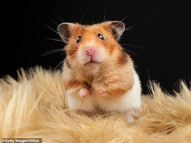 Trước đó, cô bị con chuột hamster ở nhà nuôi cắn