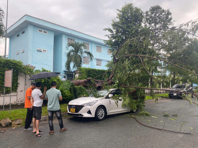 TP.HCM: Cây phượng trong sân trường bật gốc đè bẹp ô tô 5 chỗ