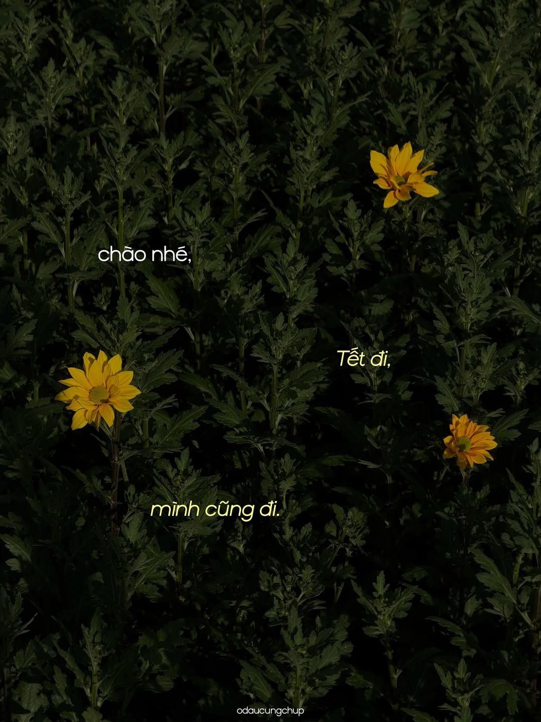 Chào nhé, Tết đi, mình cũng đi: Bộ ảnh đang viral vì ai nhìn vào cũng thấy “lụy” những thân thương này