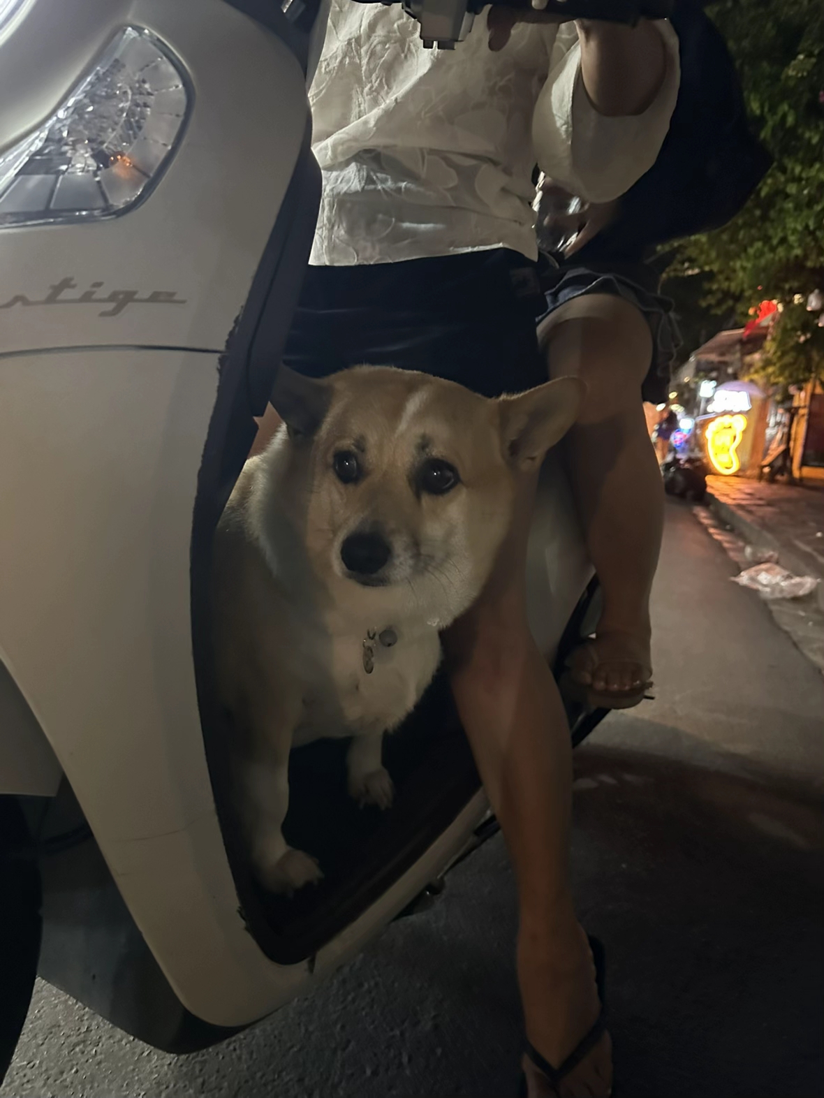 Những chú chó ở Việt Nam cũng đã quá chuyên nghiệp trong việc đứng trên xe máy đi hóng gió (Nguồn: @aron.slg)