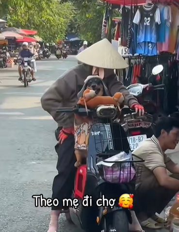 Những chú chó theo chủ đi chợ, đi bán hàng