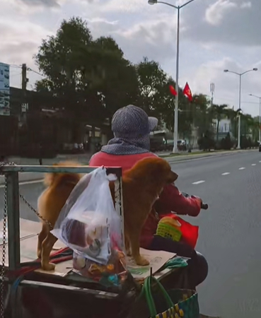 Ở Việt Nam có một con vật được gọi là “cục dzàng