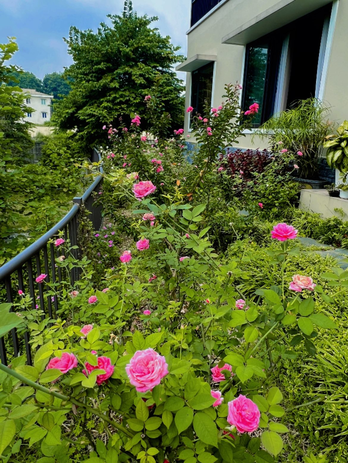 Vườn nhà Diễm Quỳnh luôn ngập sắc hoa