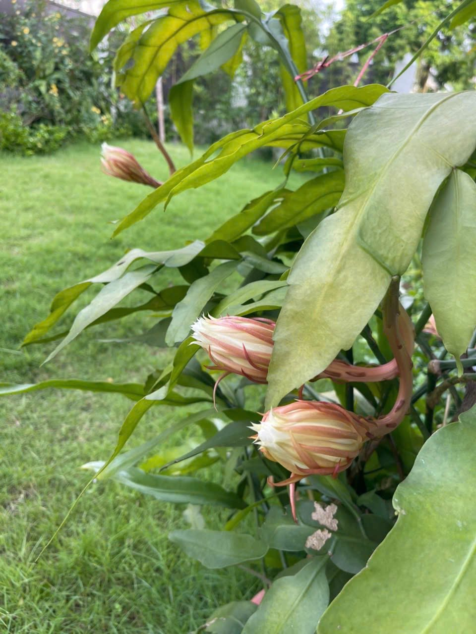 Cơ ngơi như nghỉ dưỡng tại gia của con gái nhà ngoại giao Đặng Nghiêm Hoành, đang làm sếp ở VTV