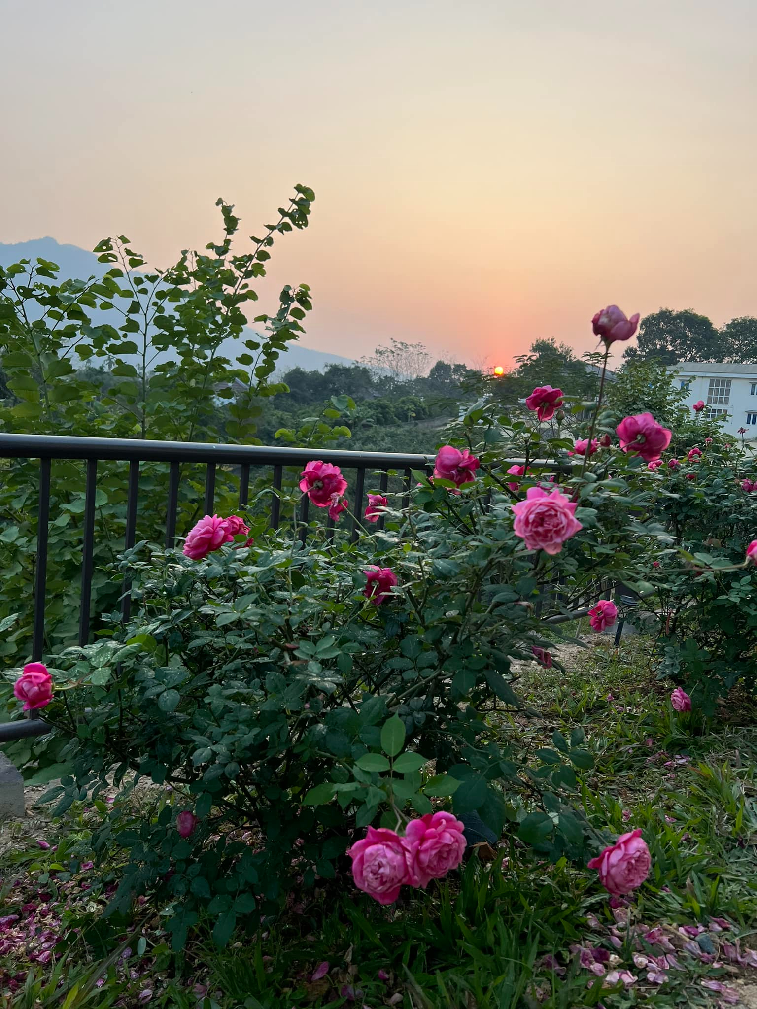 Hoa hồng là loại dễ gặp nhất trong vườn nhà Diễm Quỳnh