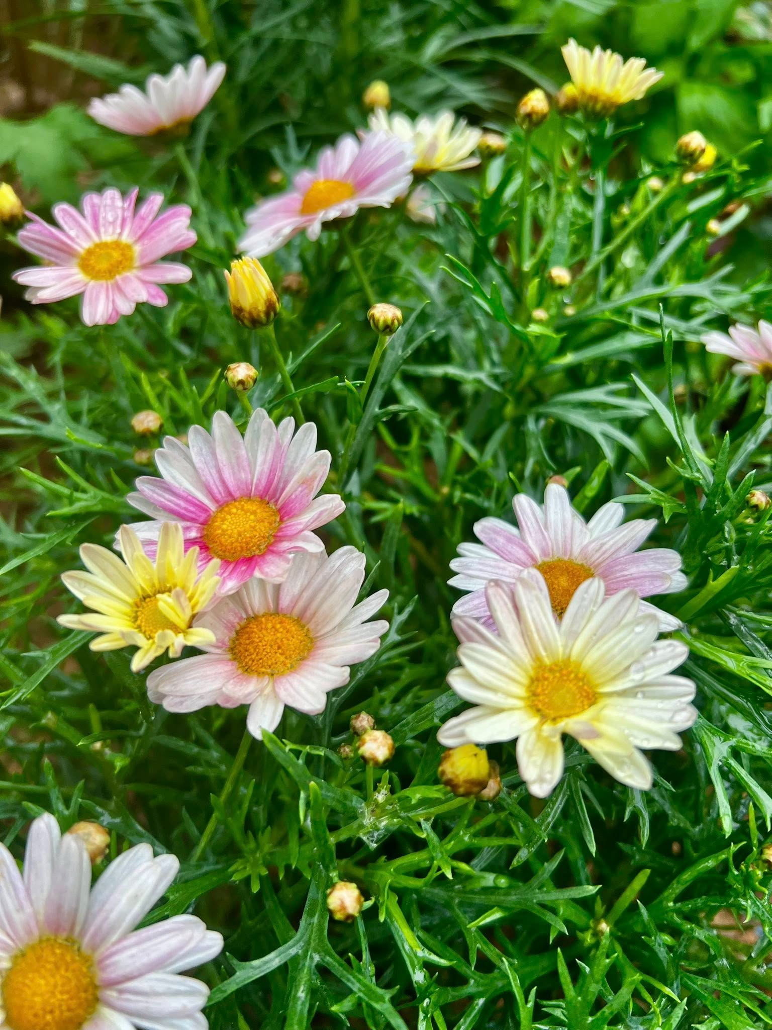 Khu vườn có đủ loại hoa từ quen thuộc đến lạ mắt