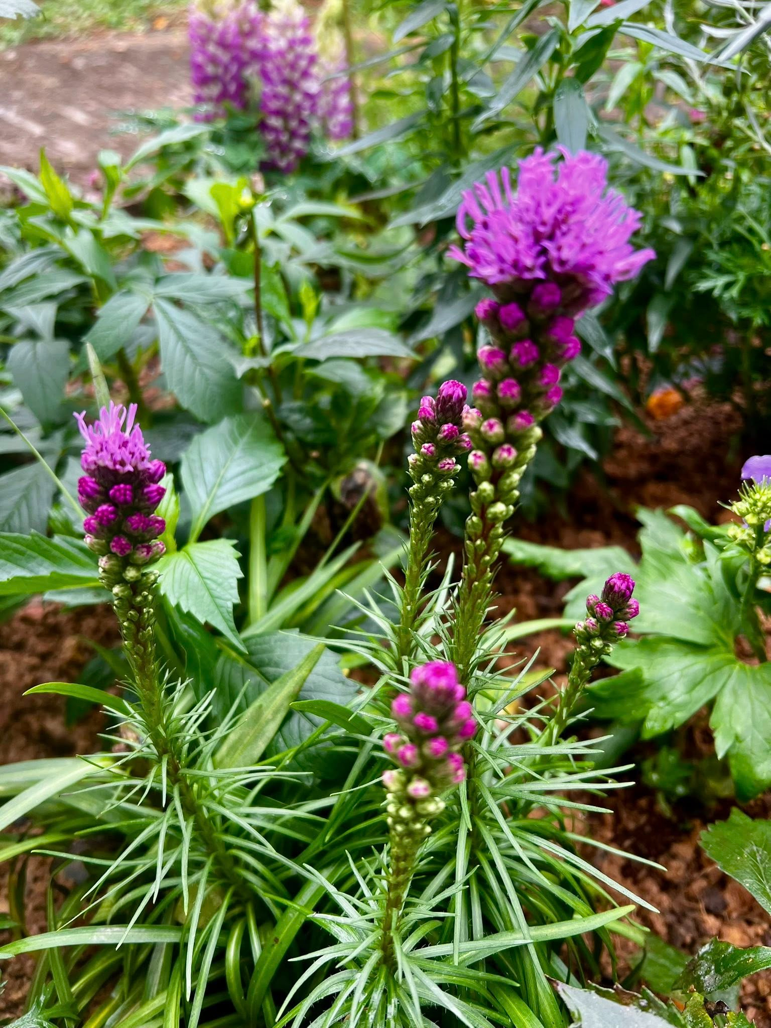 Cơ ngơi như nghỉ dưỡng tại gia của con gái nhà ngoại giao Đặng Nghiêm Hoành, đang làm sếp ở VTV