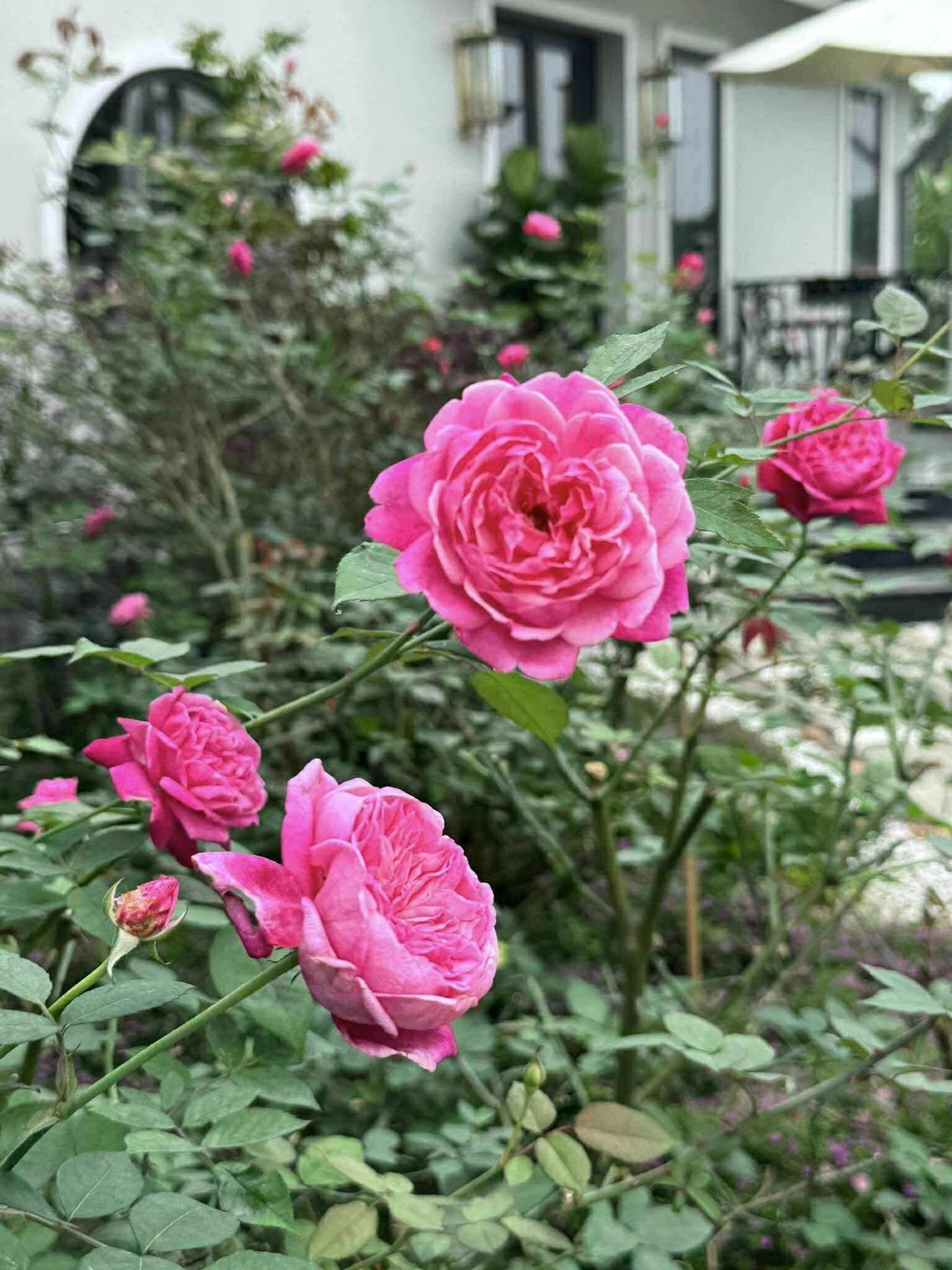 Cơ ngơi như nghỉ dưỡng tại gia của con gái nhà ngoại giao Đặng Nghiêm Hoành, đang làm sếp ở VTV