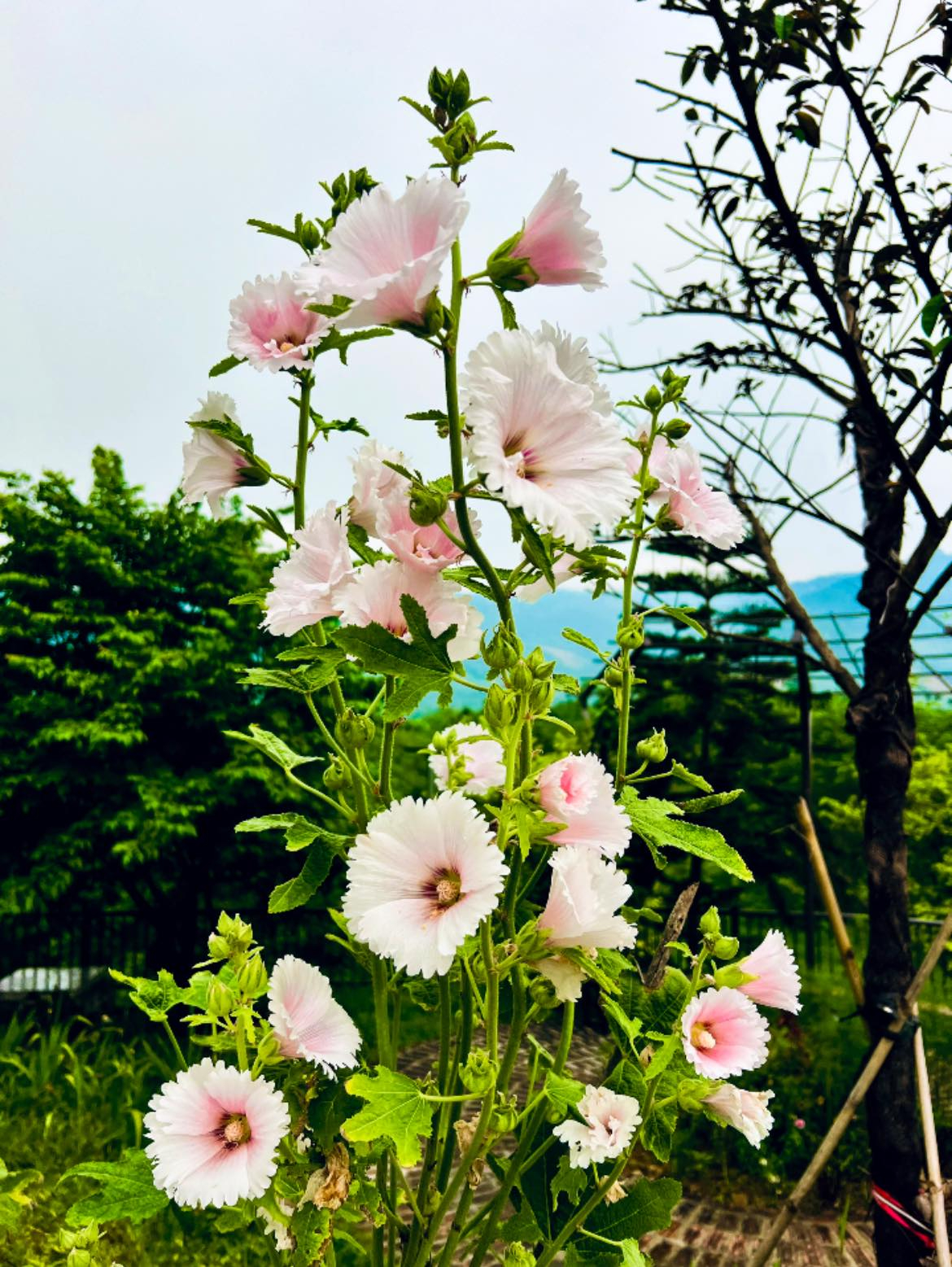 Cơ ngơi như nghỉ dưỡng tại gia của con gái nhà ngoại giao Đặng Nghiêm Hoành, đang làm sếp ở VTV