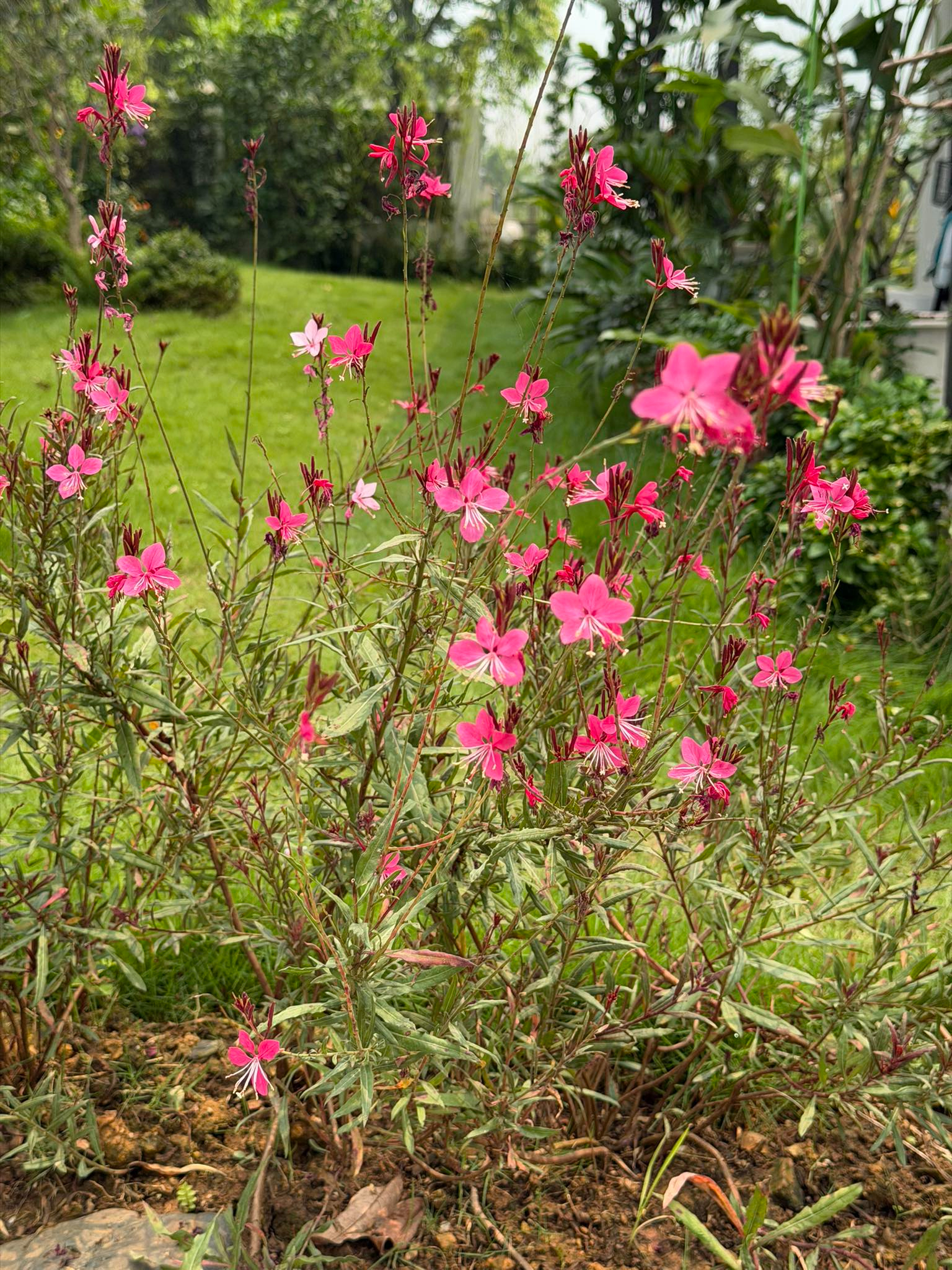 Cơ ngơi như nghỉ dưỡng tại gia của con gái nhà ngoại giao Đặng Nghiêm Hoành, đang làm sếp ở VTV