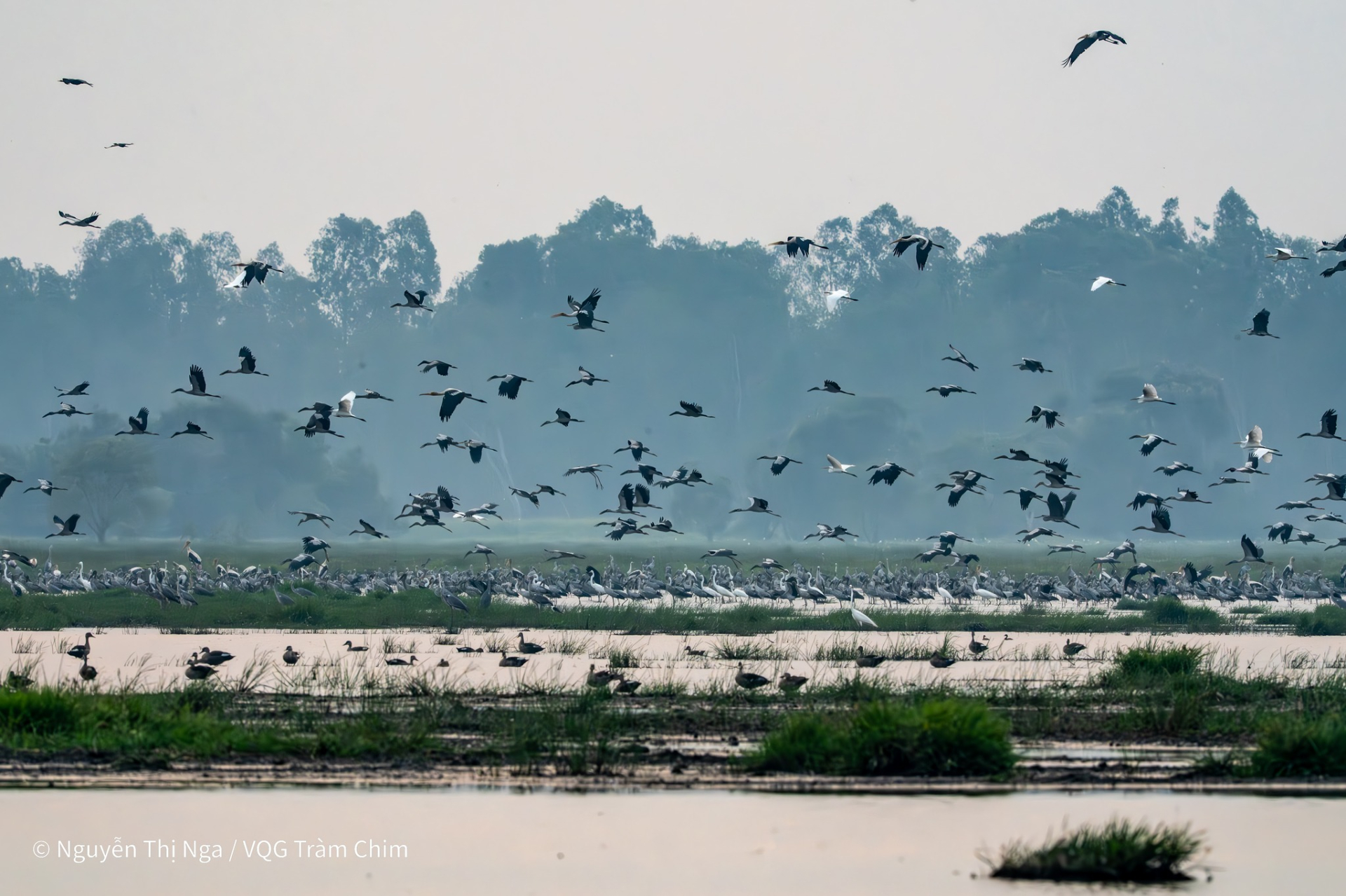 Hiện tượng lạ: Hàng ngàn chim hoang dã ùn ùn kéo về, che kín bầu trời Vườn Quốc gia sau 20 năm  