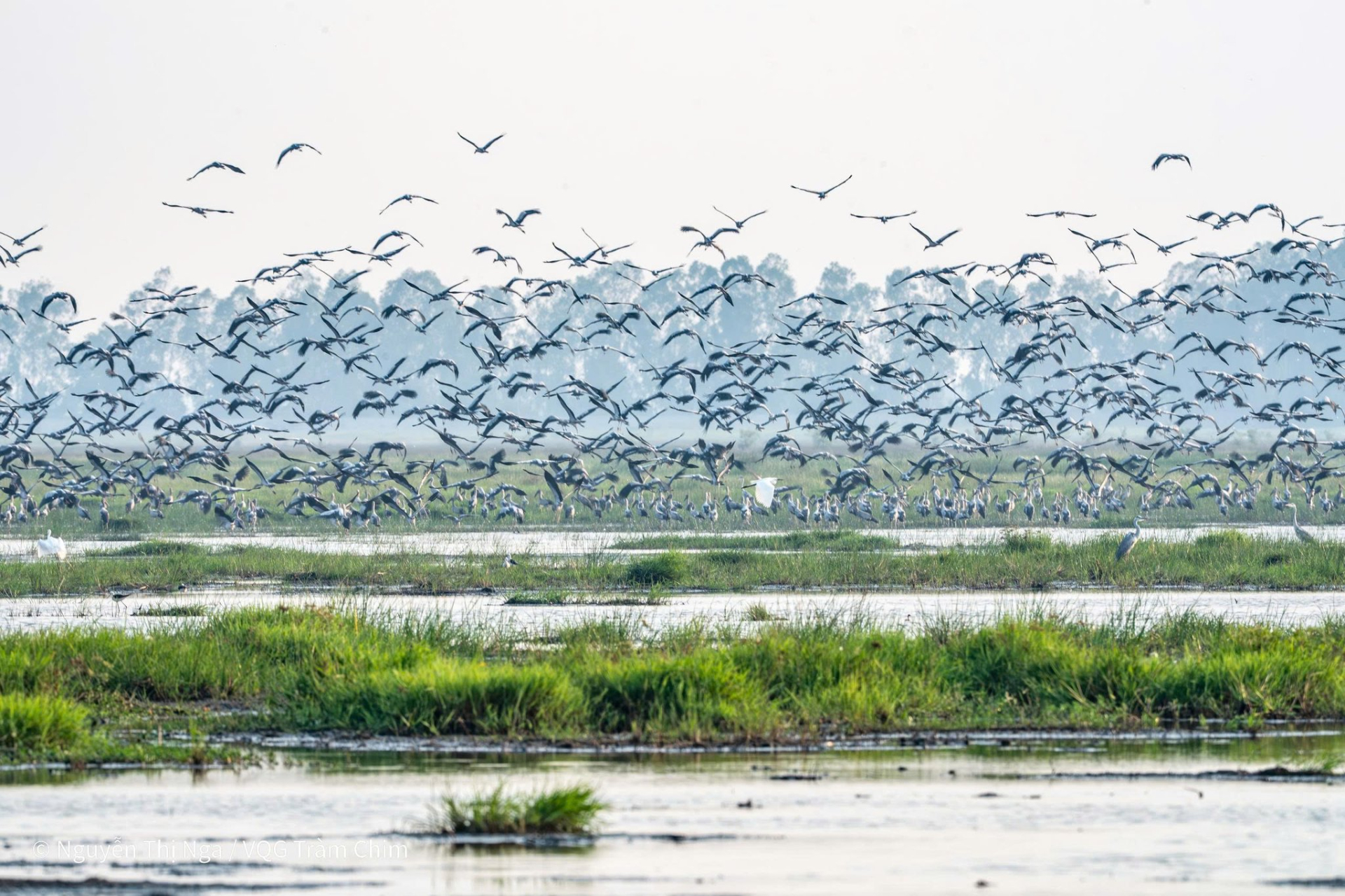 Hiện tượng lạ: Hàng ngàn chim hoang dã ùn ùn kéo về, che kín bầu trời Vườn Quốc gia sau 20 năm  