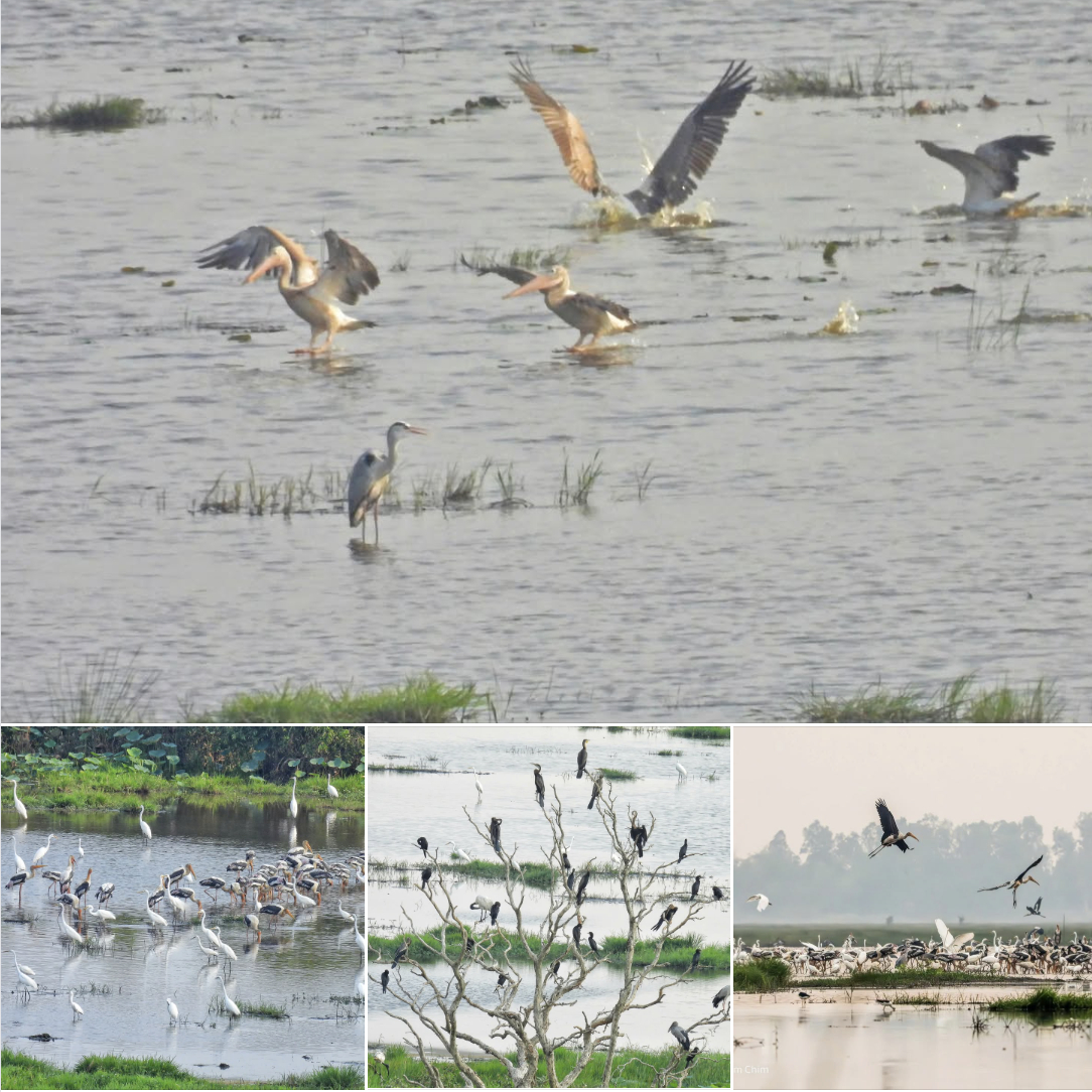 Những ngày cuối tháng 3 nắng vàng rực rỡ, Tràm Chim vừa đón những vị khách 