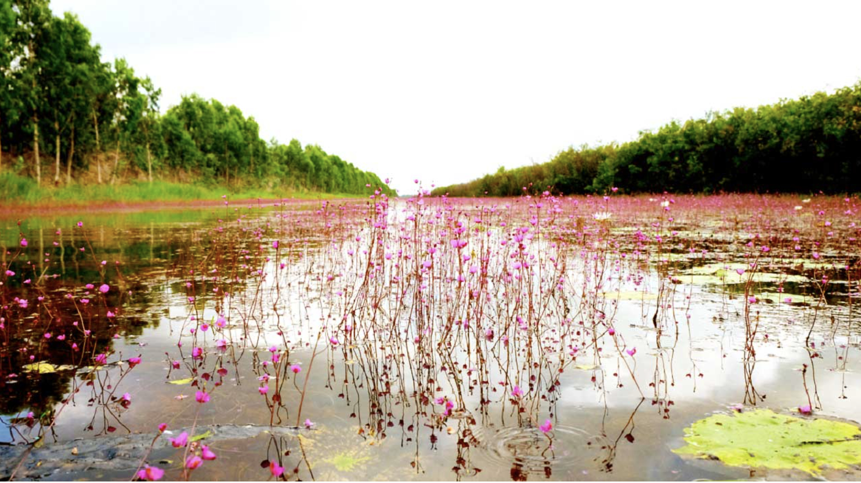 Màu tím lãng mạn trên dòng sông vào mùa Hoa Nhĩ Cán