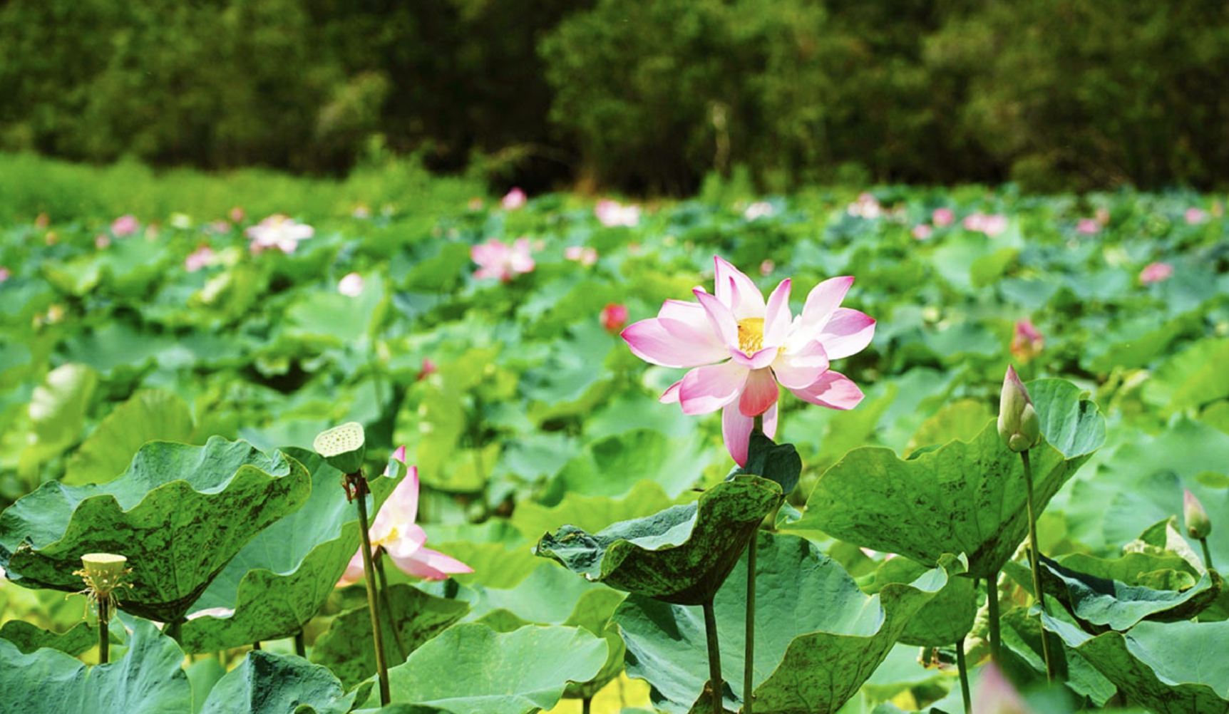 Cánh đồng sen ở vùng đệm khu du lịch Tràm Chim