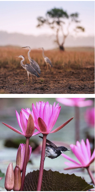 Hiện tượng lạ: Hàng ngàn chim hoang dã ùn ùn kéo về, che kín bầu trời Vườn Quốc gia sau 20 năm  