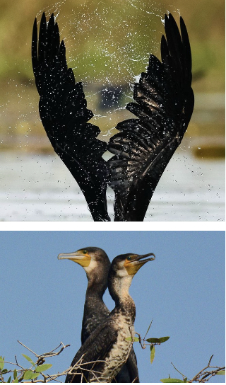 Là nơi cư trú của hơn 147 loài chim nước, trong đó có 13 loài chim quý hiếm trên thế giới. (Ảnh: @anbui_photography_tour, @Ngô Trần Hải An, @Singapore_nature_vlogger)