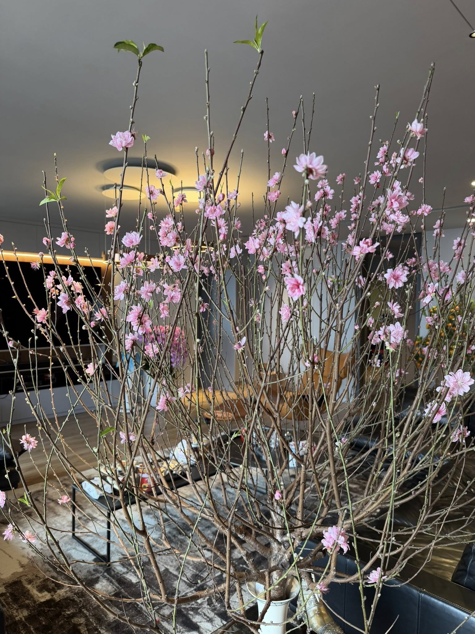 MC có xuất thân là võ sĩ, cưới vợ tiếp viên hàng không, sống trong penthouse rộng 260m2 ở Hà Nội