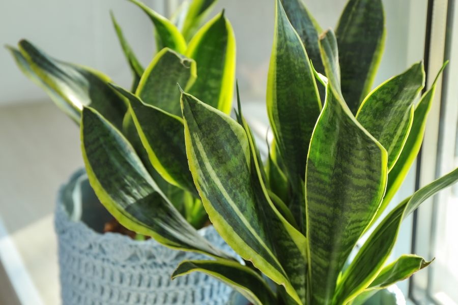 Lời khuyên chân thành đến những gia đình đang trồng cây lưỡi hổ