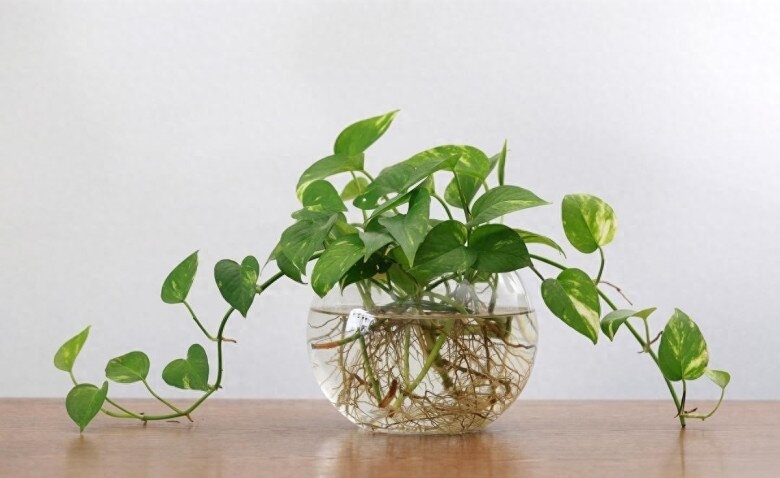 Lời khuyên chân thành đến những gia đình đang trồng cây trầu bà