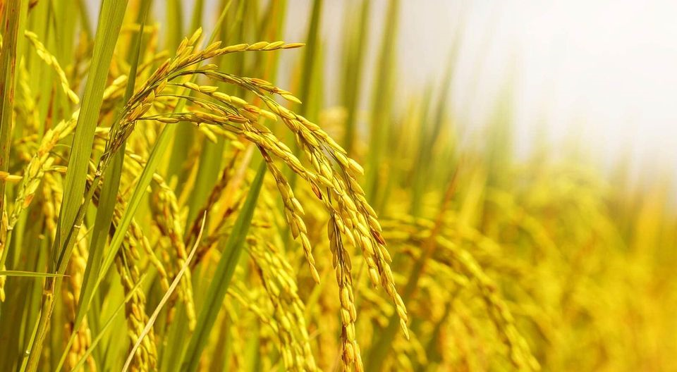 Lúa chín thường rũ xuống (ảnh: Internet)