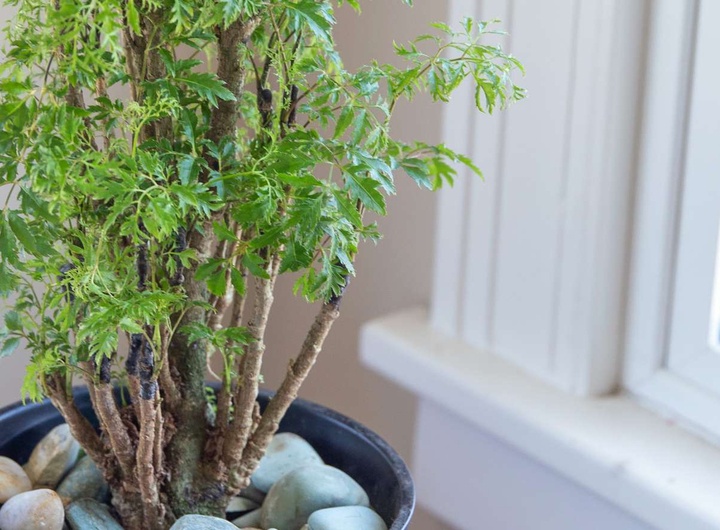 Lời khuyên dành cho những gia đình đang trồng cây đinh lăng