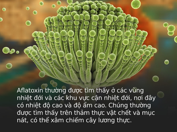10 nguyên liệu quen mặt trong gian bếp Việt dễ nhiễm Aflatoxin nhất, dù có nấu chín cũng không hết độc