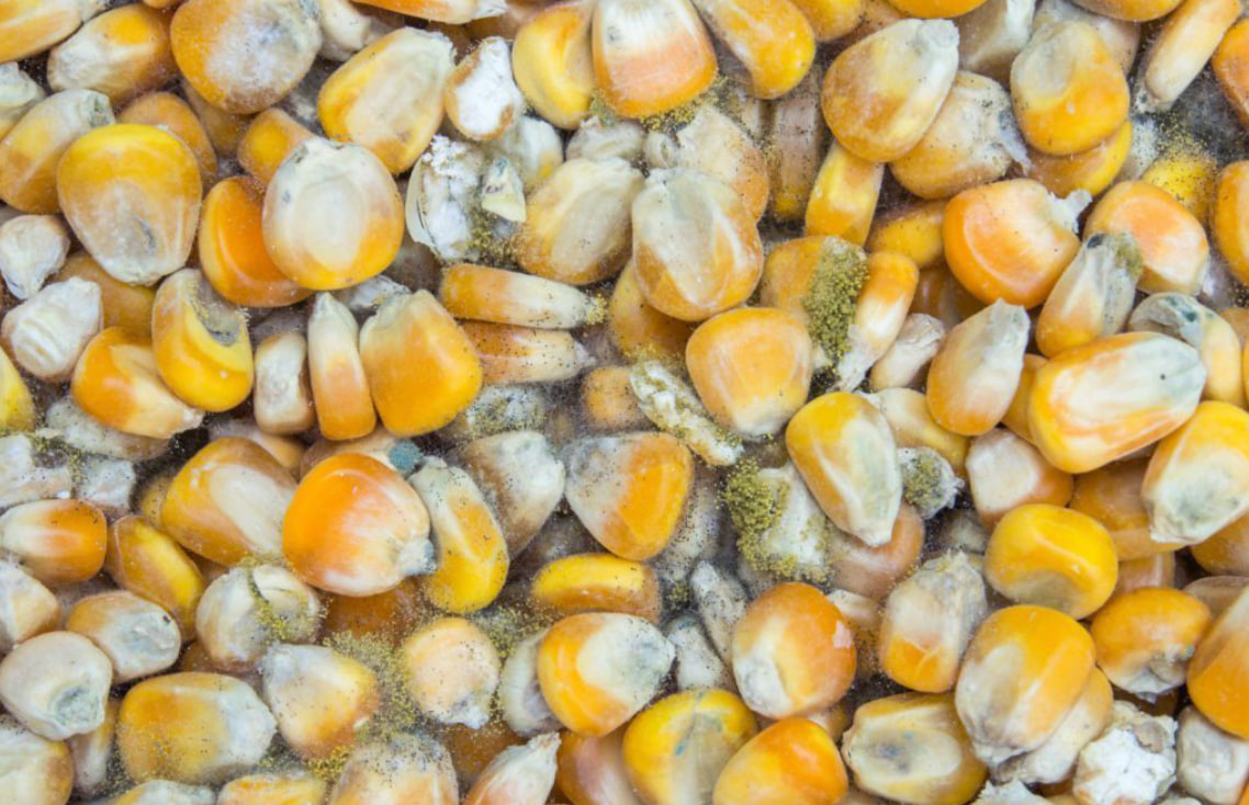 10 nguyên liệu quen mặt trong gian bếp Việt dễ nhiễm Aflatoxin nhất, dù có nấu chín cũng không hết độc