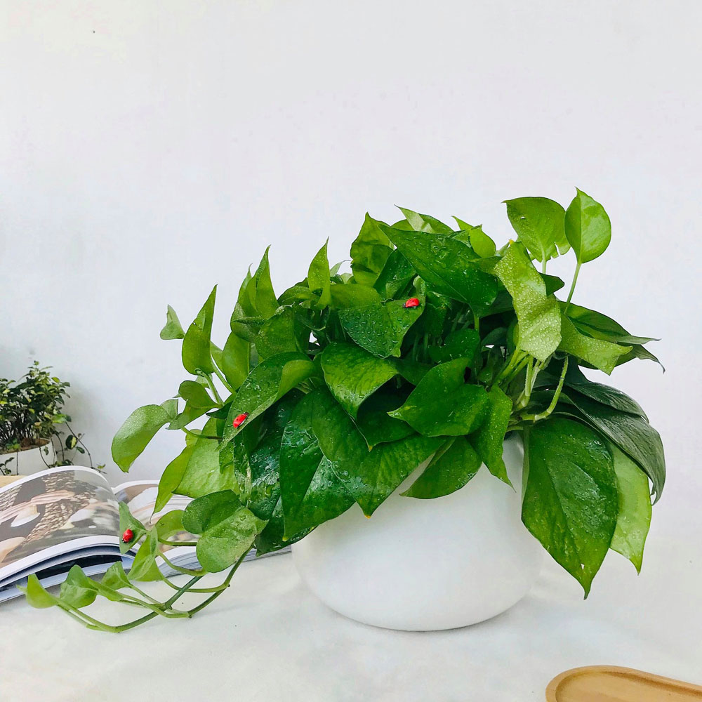 Đặt một chậu trầu bà cạnh máy tính giúp giảm tác động của bức xạ điện từ, bảo vệ thị lực và giữ cho góc học tập luôn thoáng đãng (Ảnh minh họa)