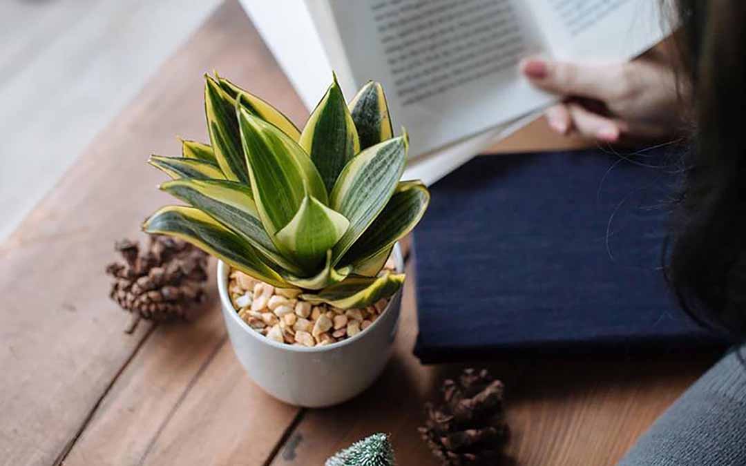 Lưỡi hổ không chỉ thanh lọc độc tố từ thiết bị điện tử mà còn là biểu tượng của sự quyết tâm và may mắn, giúp bạn vững vàng hơn trong mỗi mùa th