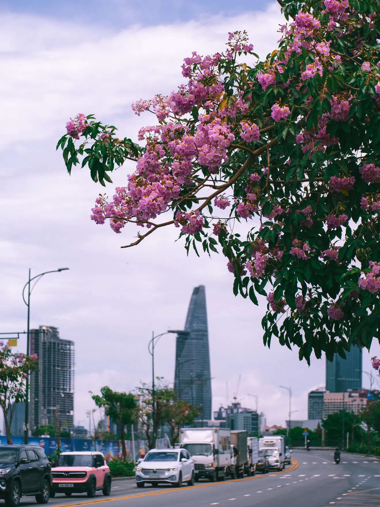 Sống ở TP.HCM hơn 10 năm mới thấy mùa kèn hồng