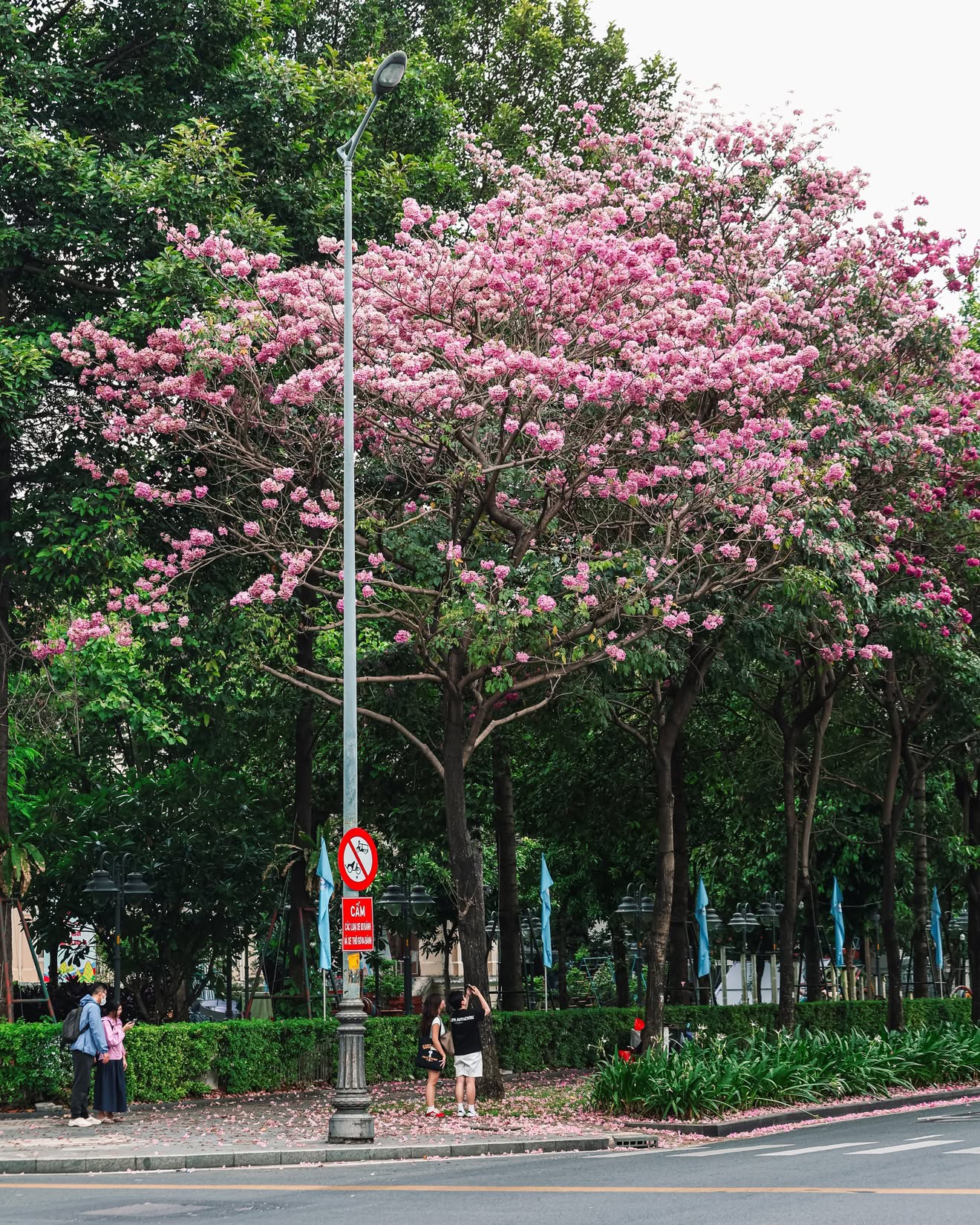 Sống ở TP.HCM hơn 10 năm mới thấy mùa kèn hồng