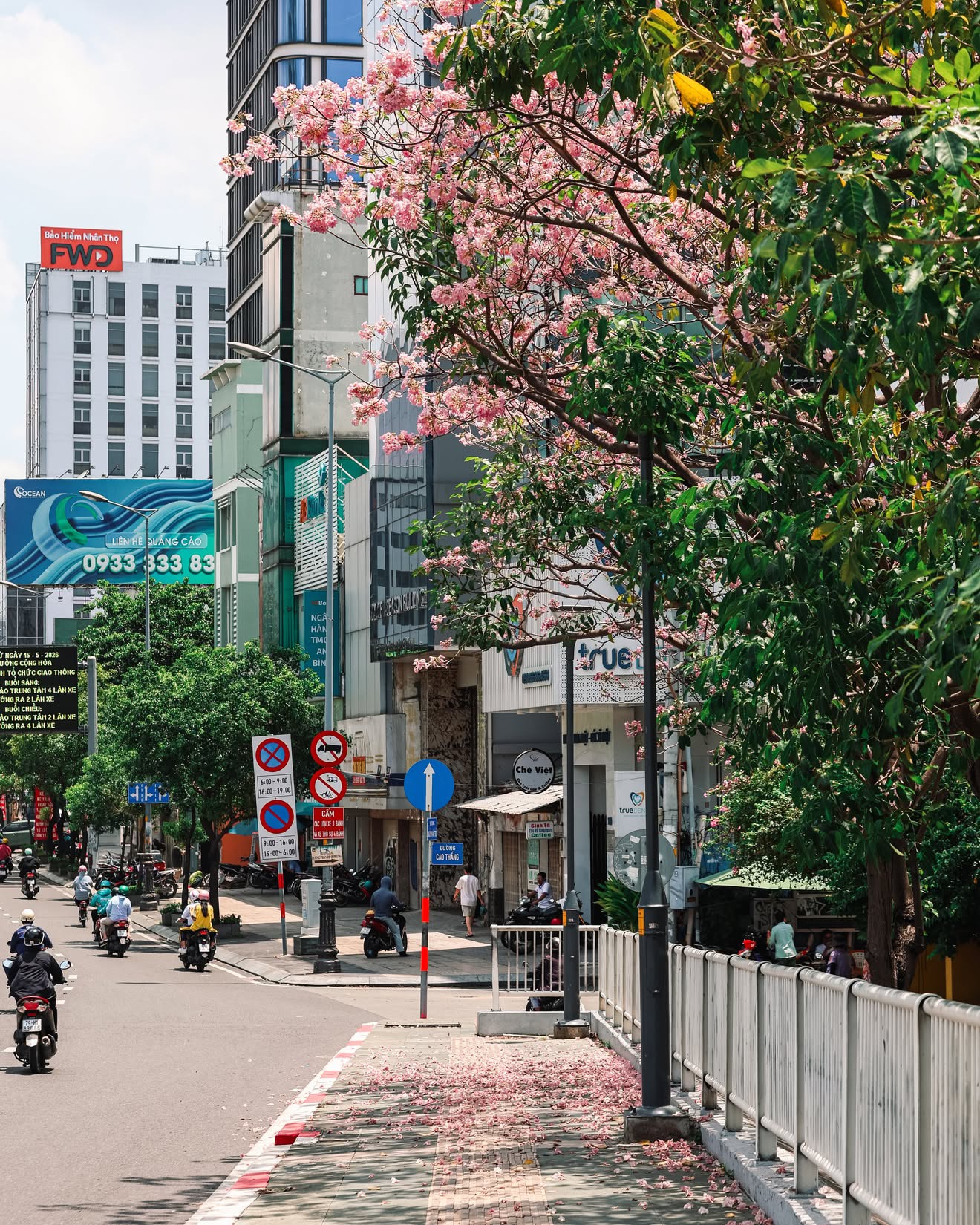 Sống ở TP.HCM hơn 10 năm mới thấy mùa kèn hồng