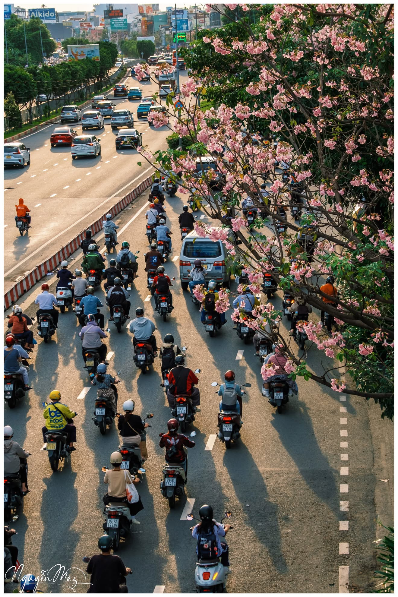 Sống ở TP.HCM hơn 10 năm mới thấy mùa kèn hồng